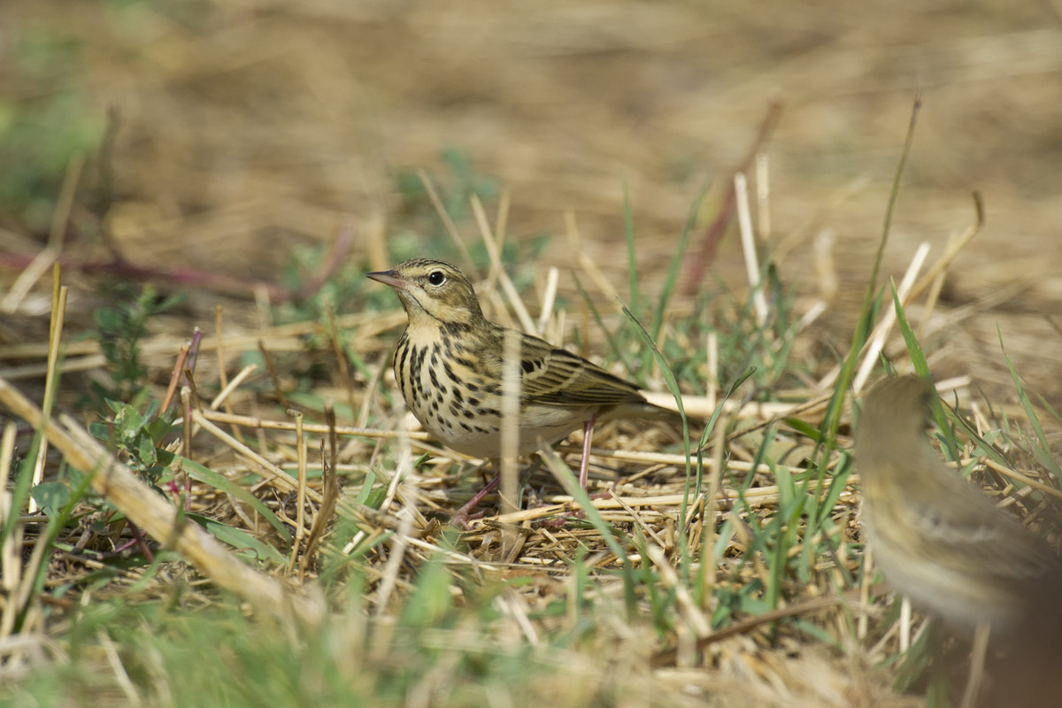 id dalla Vall�e 2...